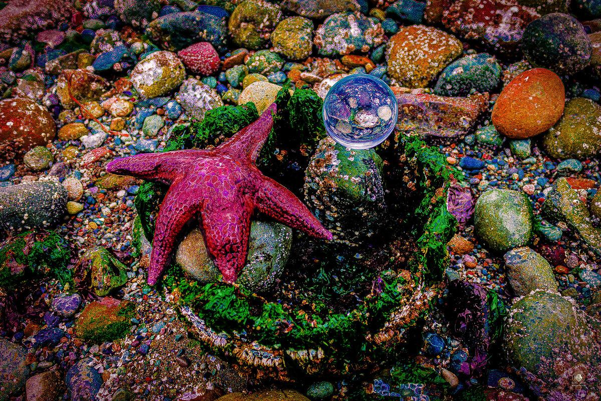 Ocean Star