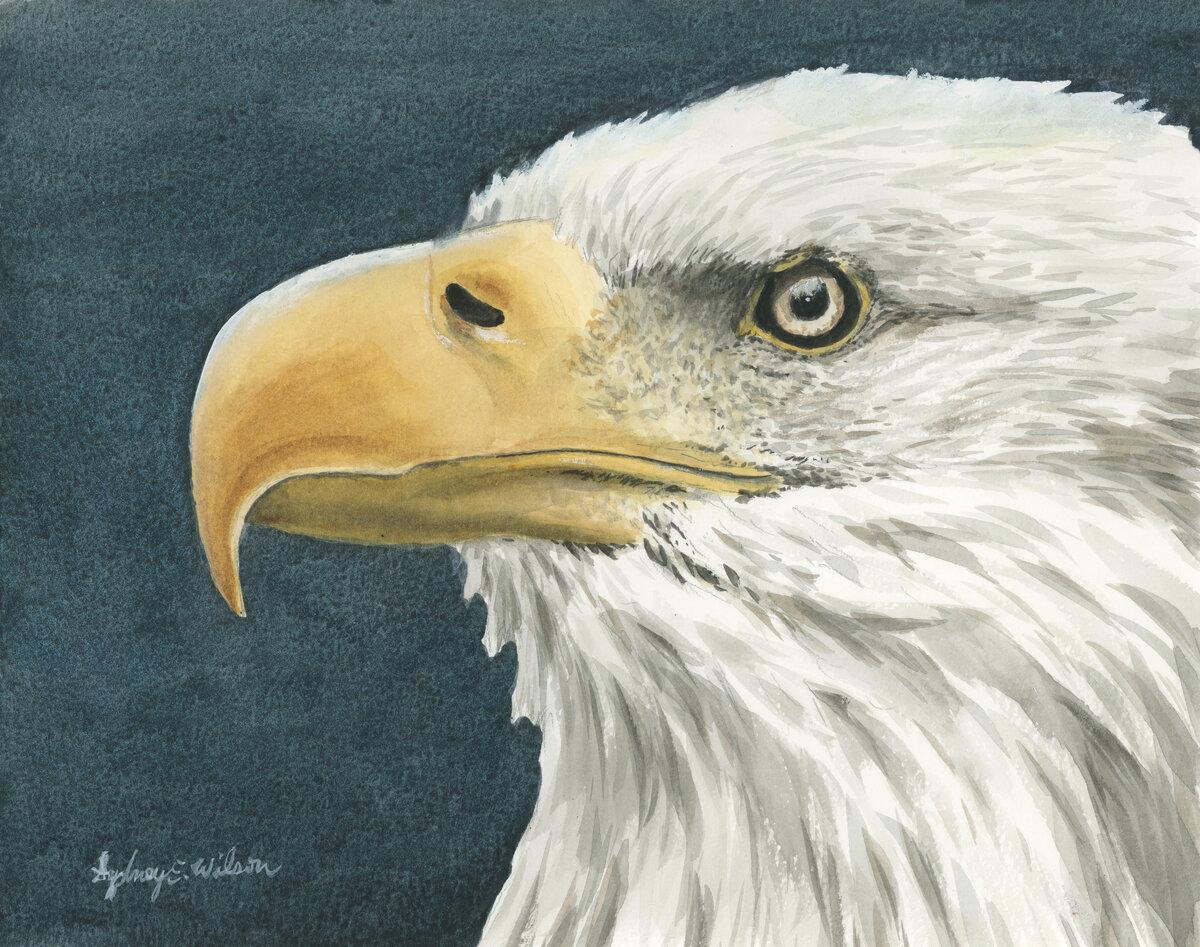 Bald Eagle
