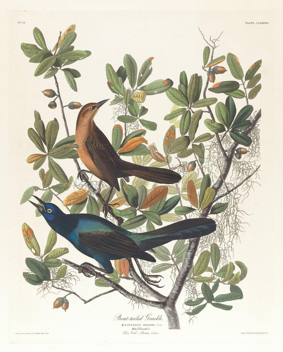 Boat-tailed grackle