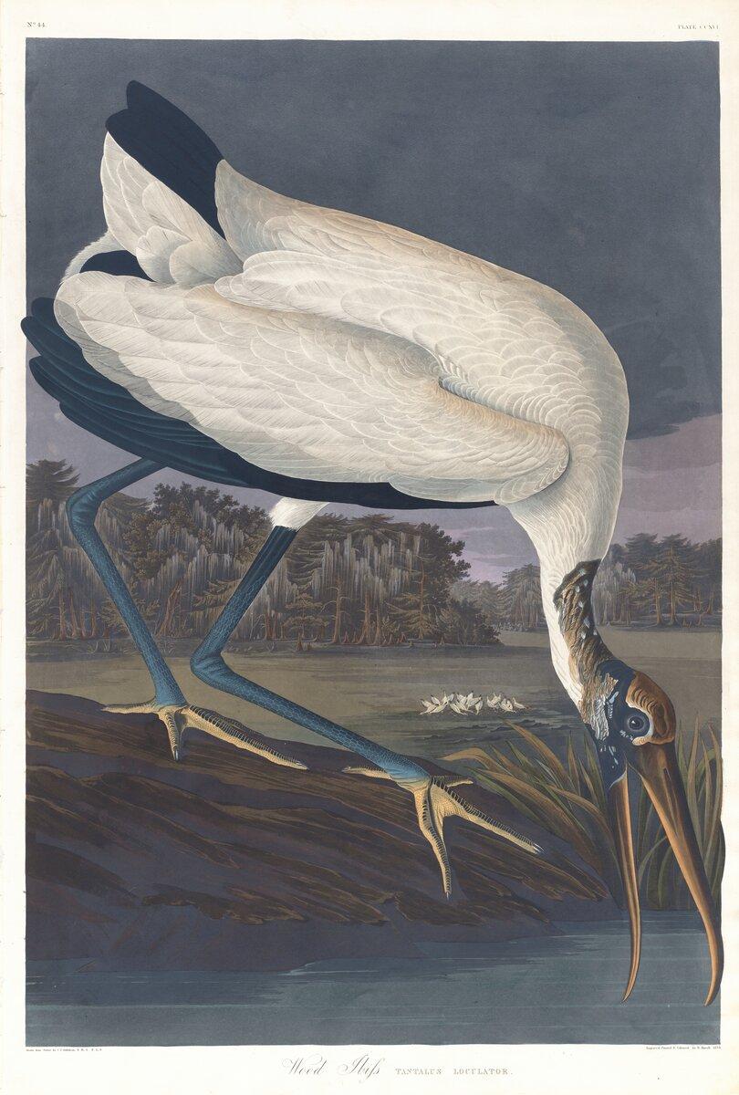 Wood ibis