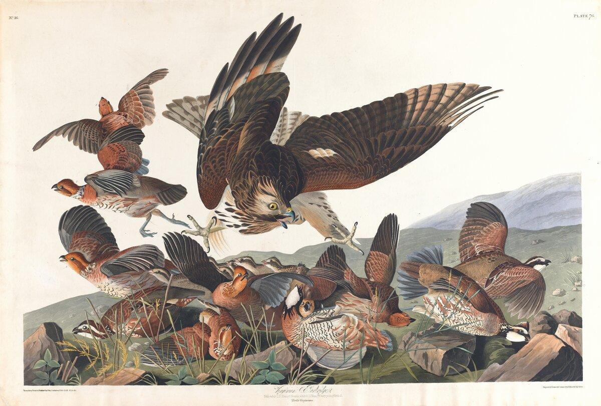 Virginian partridge