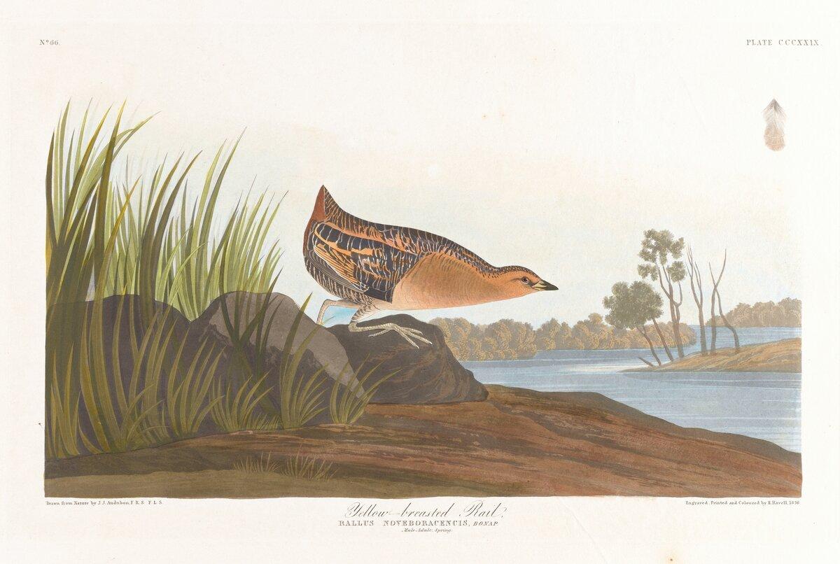 Yellow-breasted rail