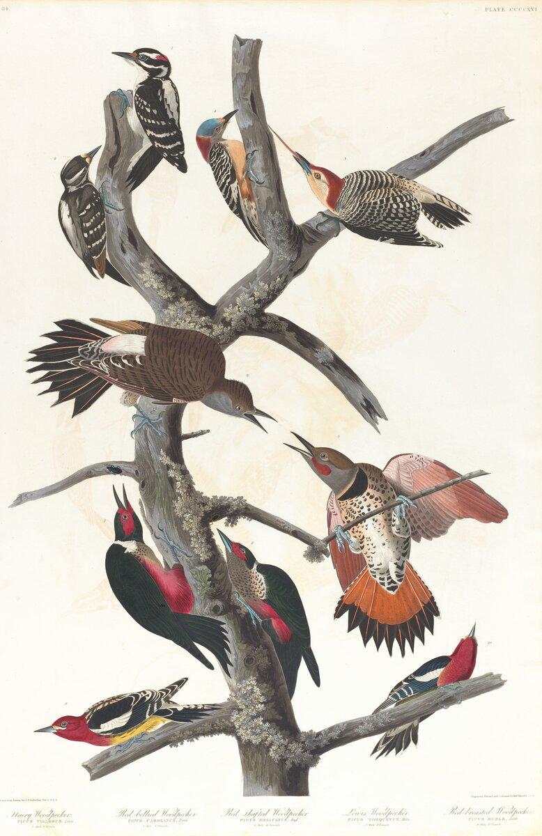 Five species of woodpecker