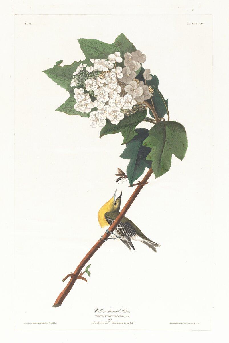 Yellow-throated vireo