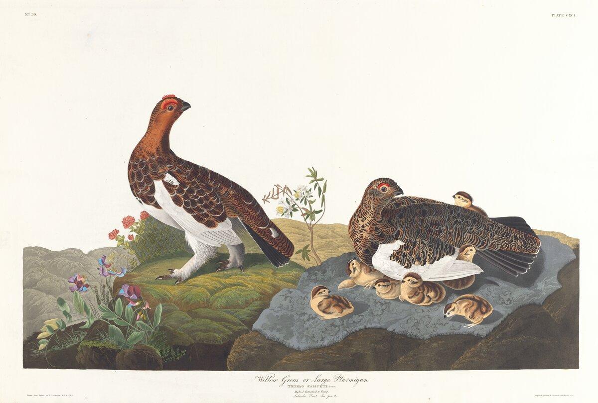 Willow grous or large ptarmigan
