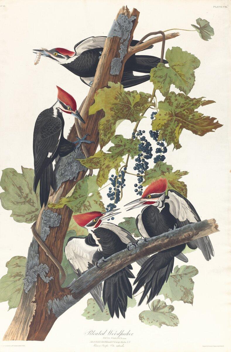 Pileated woodpecker