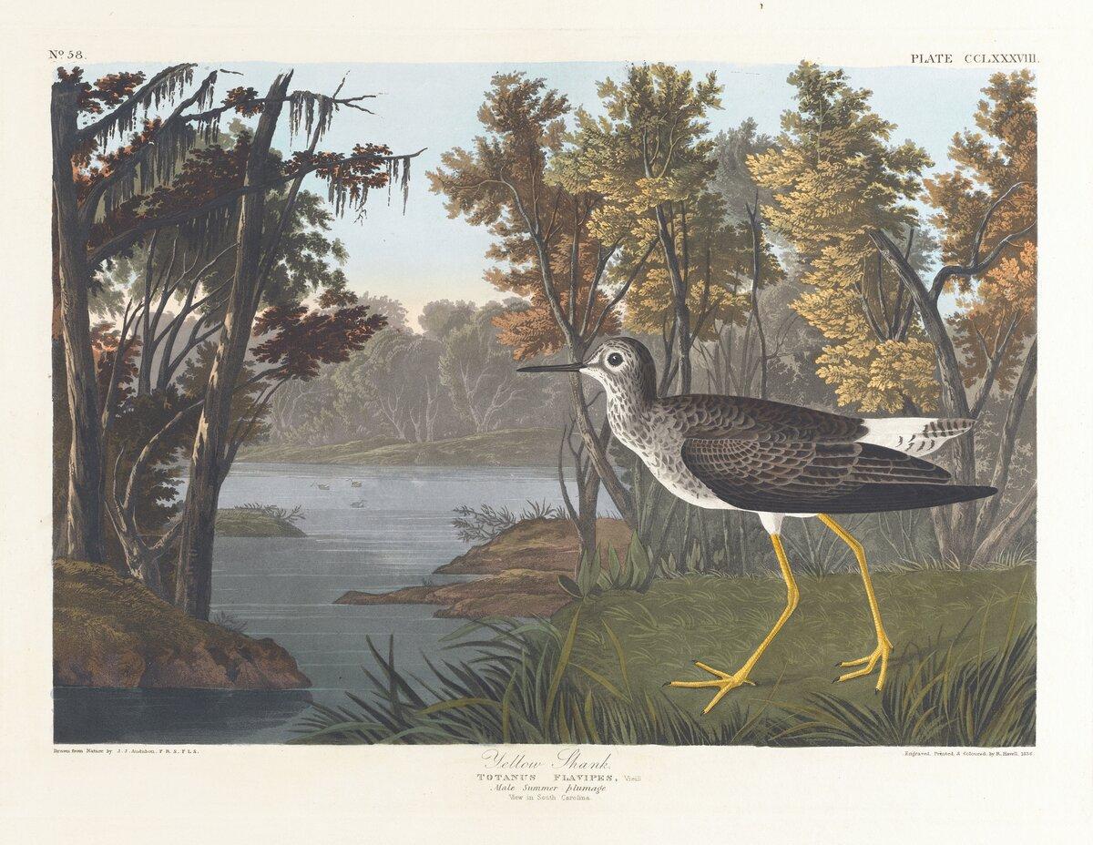 Yellow shank