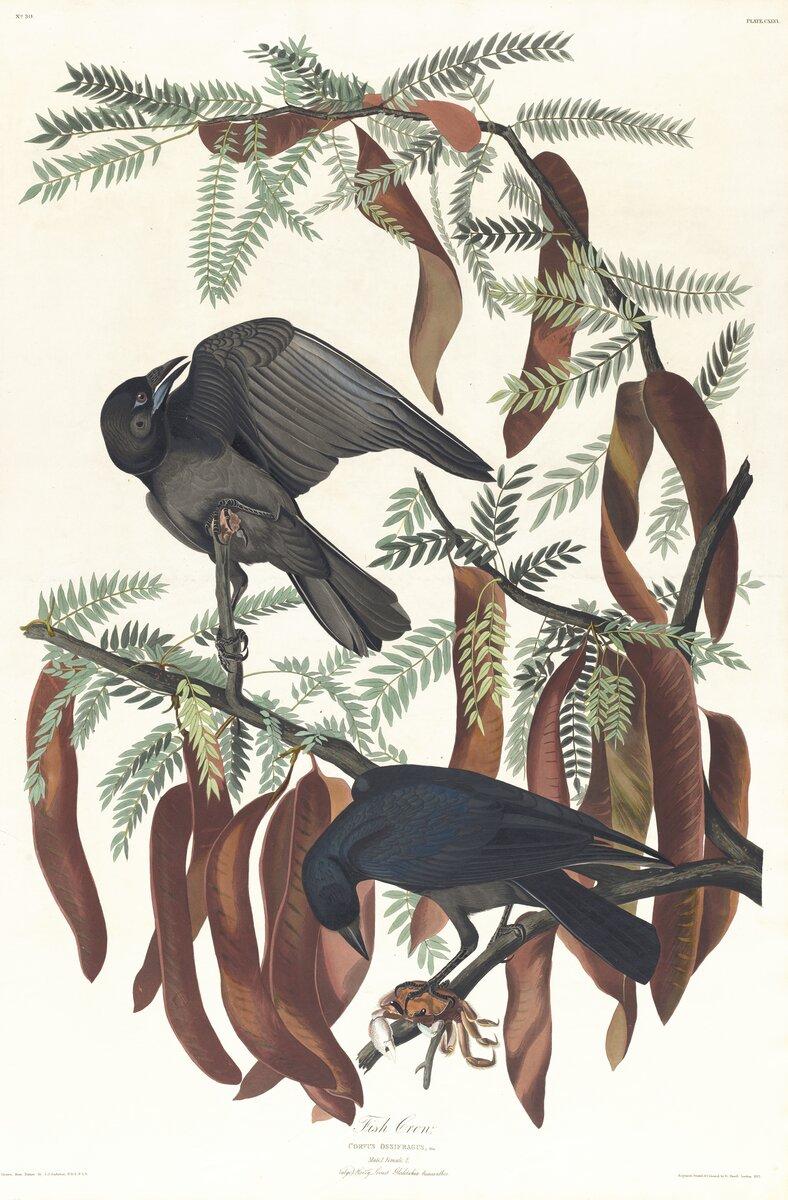 Fish crow