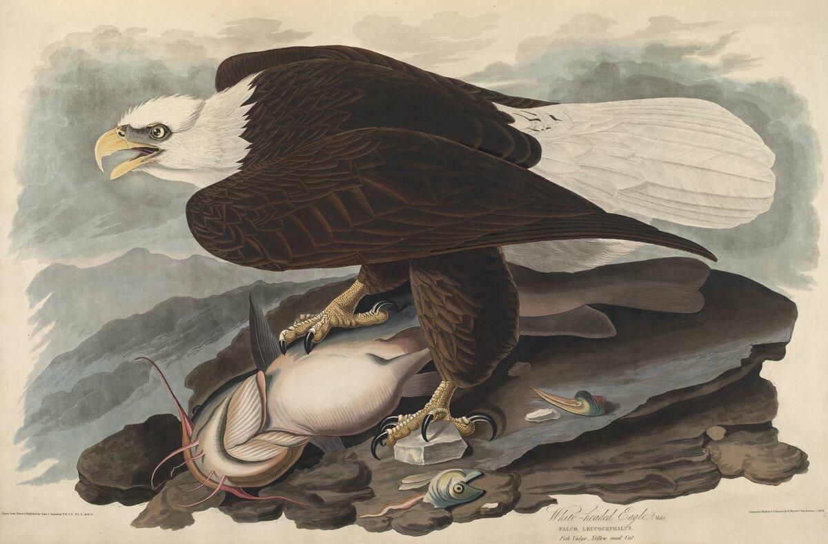 White Headed Eagle