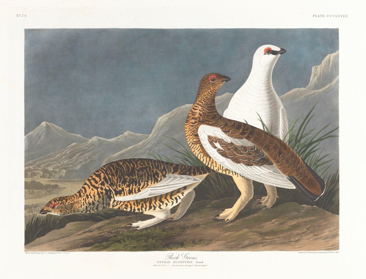 Rock grouse