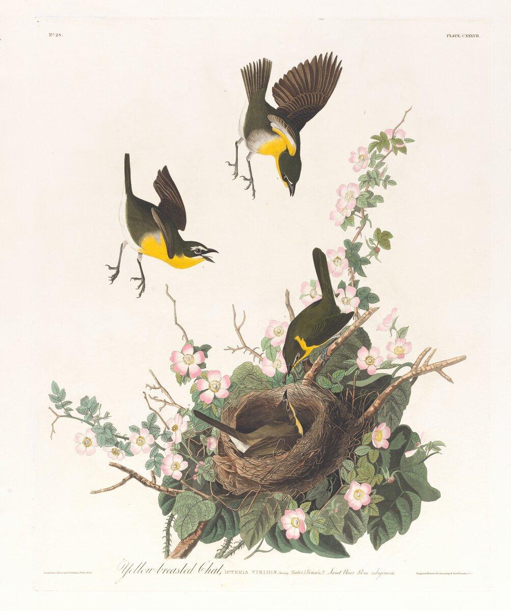 Yellow-breasted chat