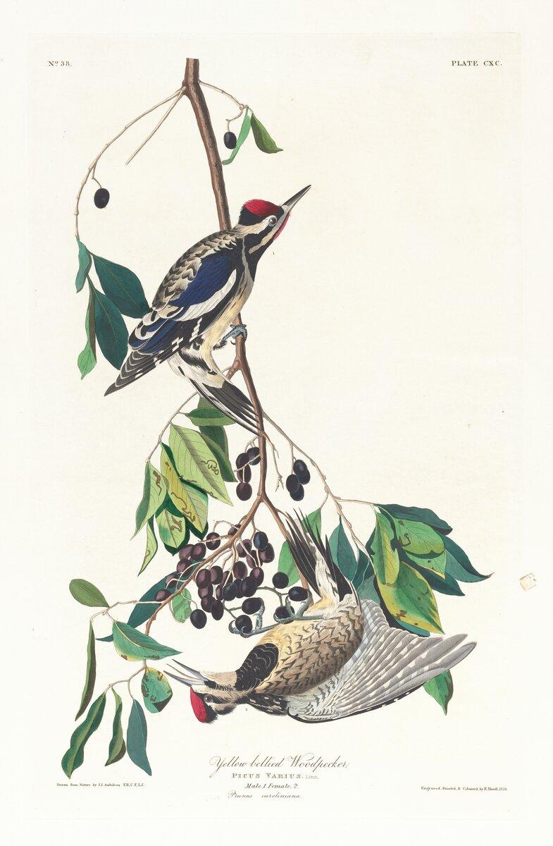 Yellow bellied woodpecker