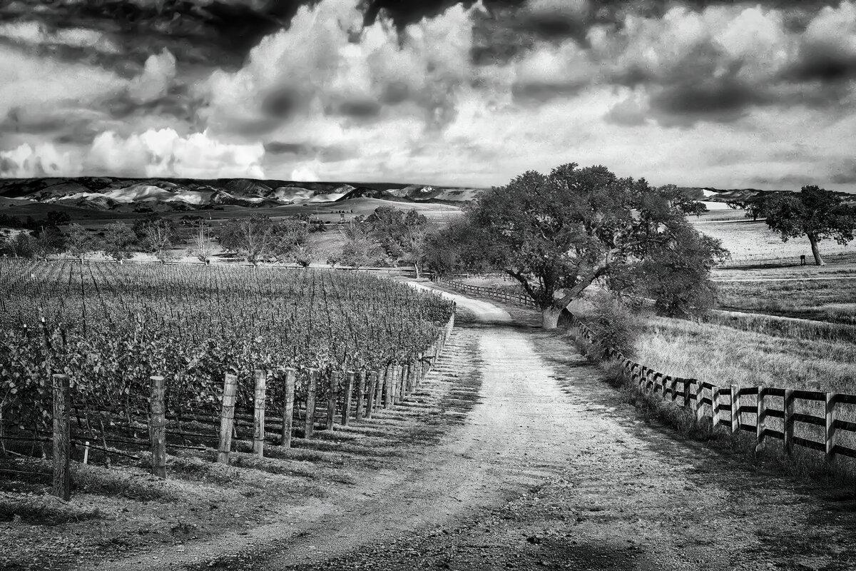 Pastoral Vines: Santa Ynez Valley Study