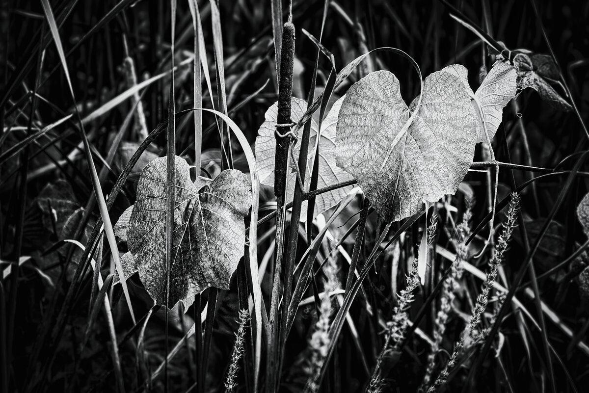 Vine Leaves Amidst Wetland Reeds