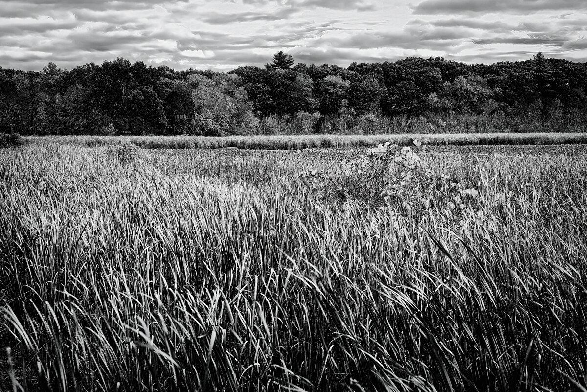 Autumn Marshlands at Great Meadows