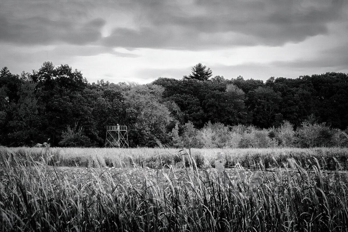 Overlooking the Marsh