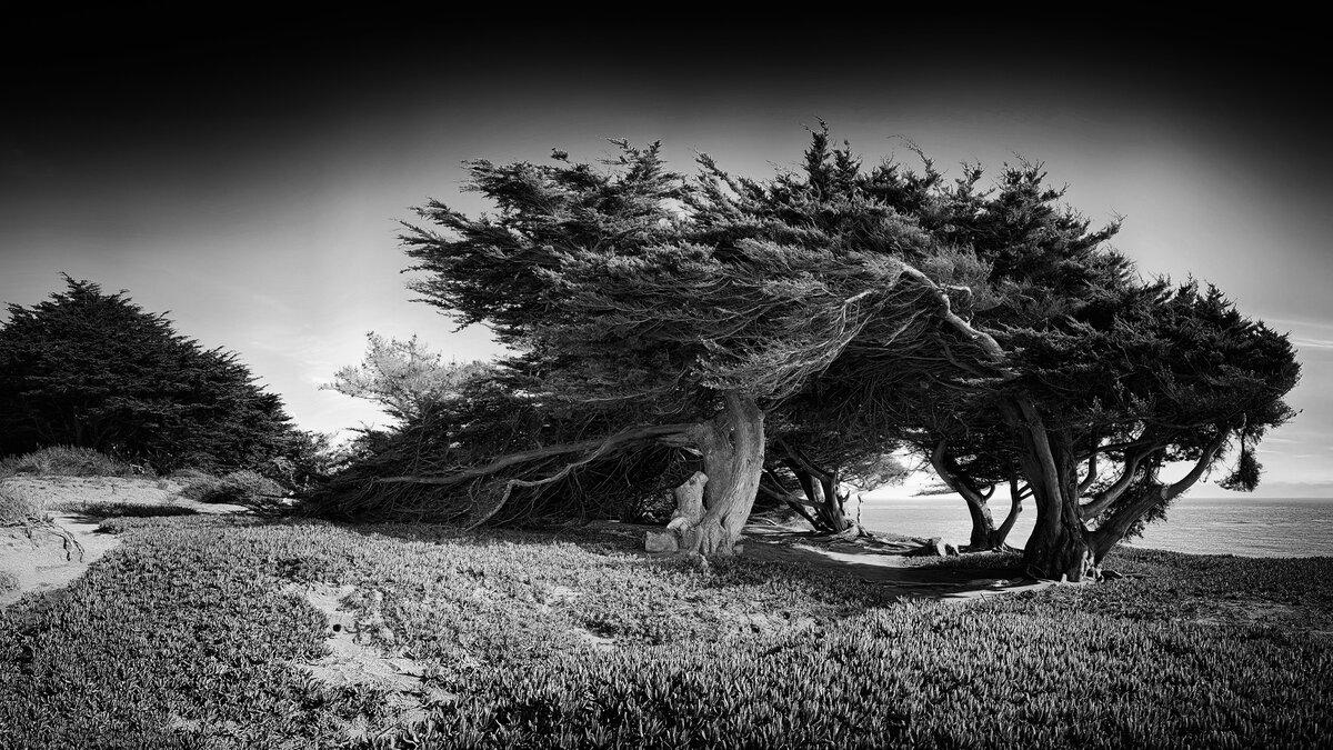Windswept Sentinel: Monterey Cypress of Cambria