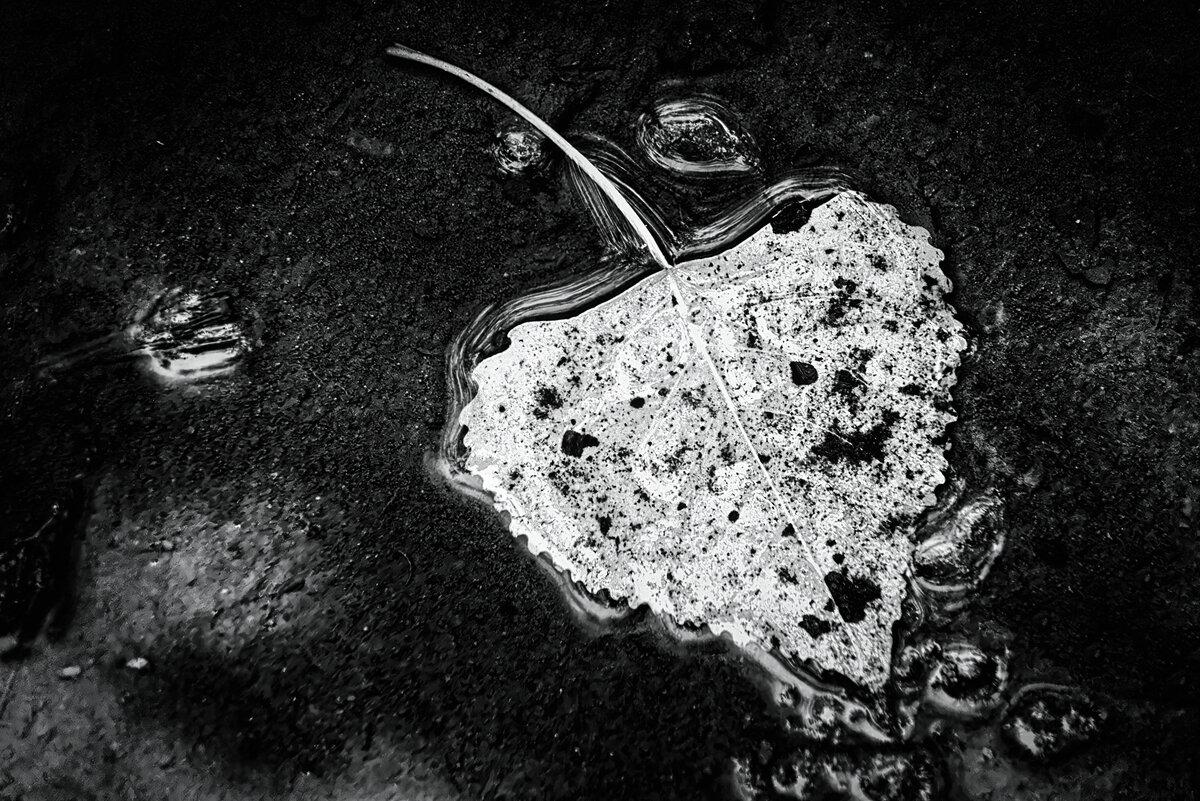 Fallen Leaf in Water at Great Meadows