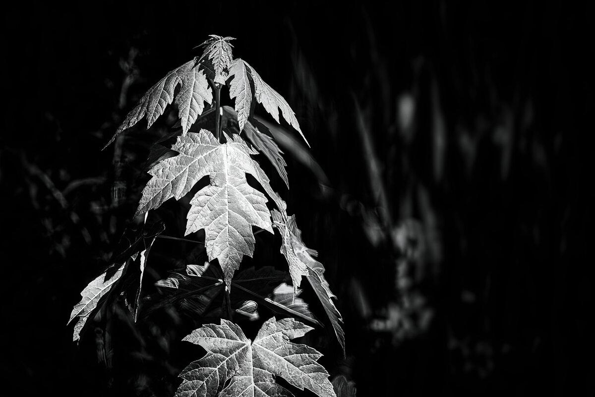 Emerging Canopy: Spring Maple Sapling