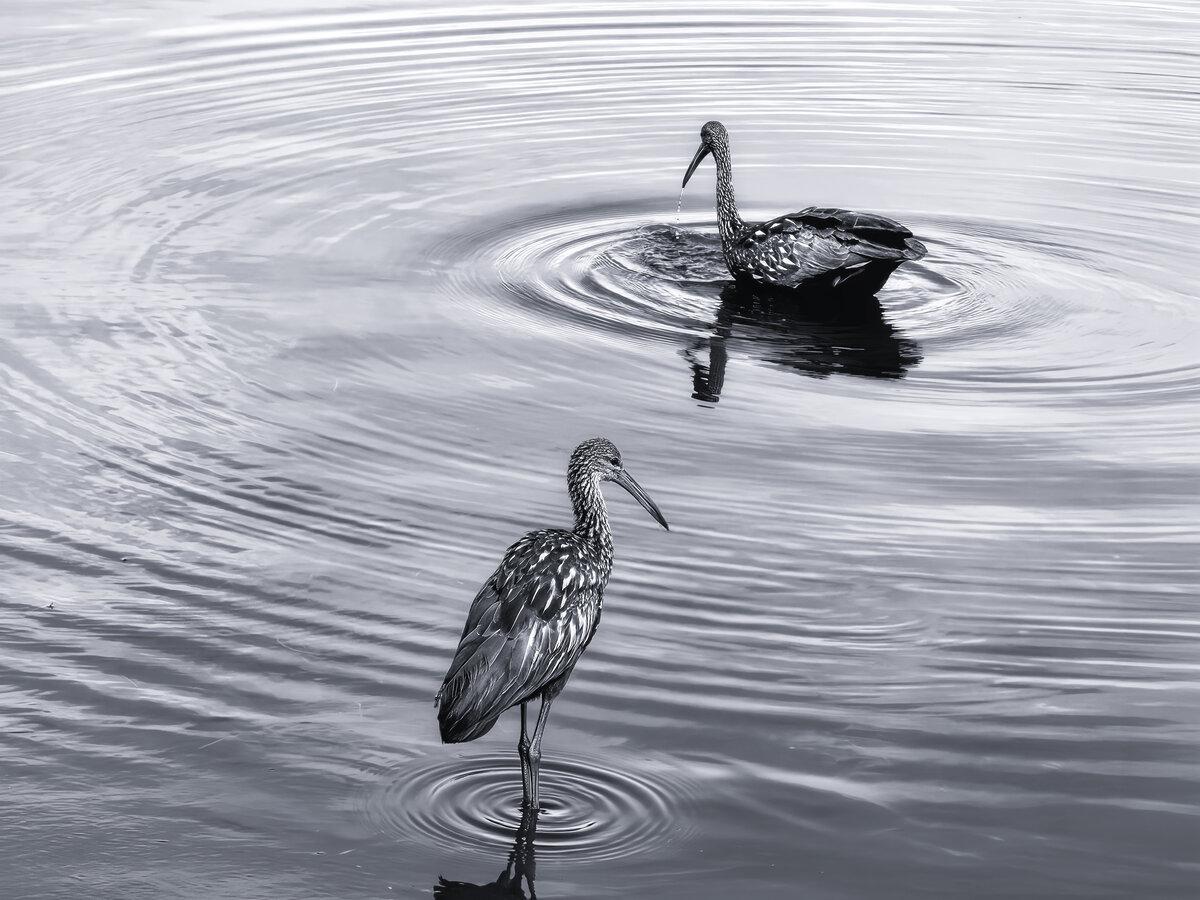 The Serene Limpkins