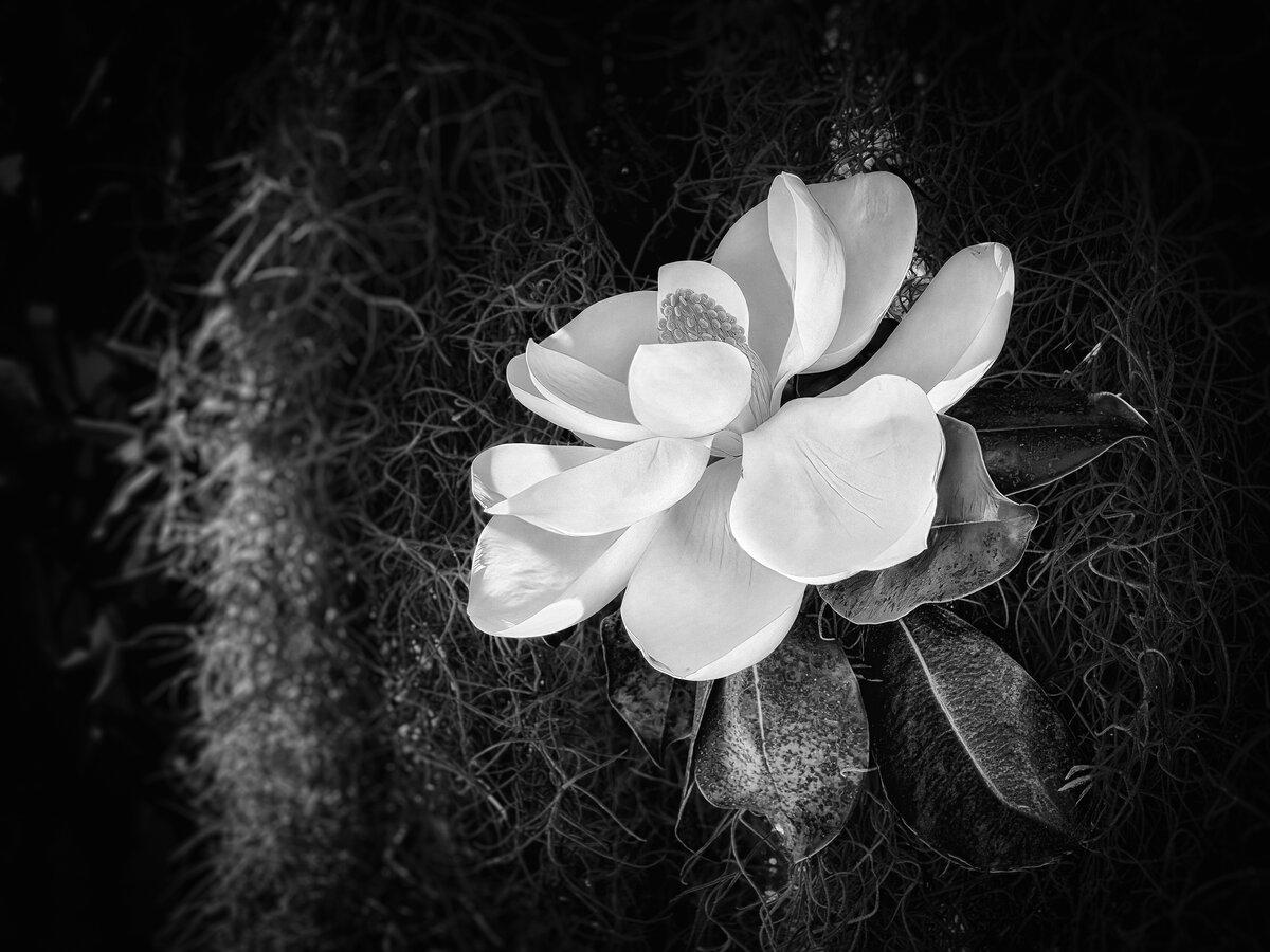 Magnolia Bloom in Shadow
