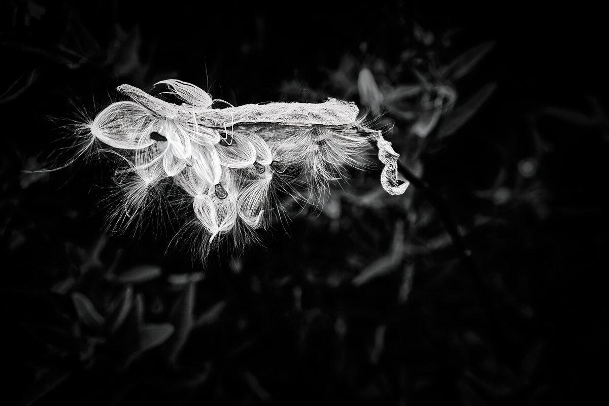 Milkweed Seeds in Flight at Great Meadows