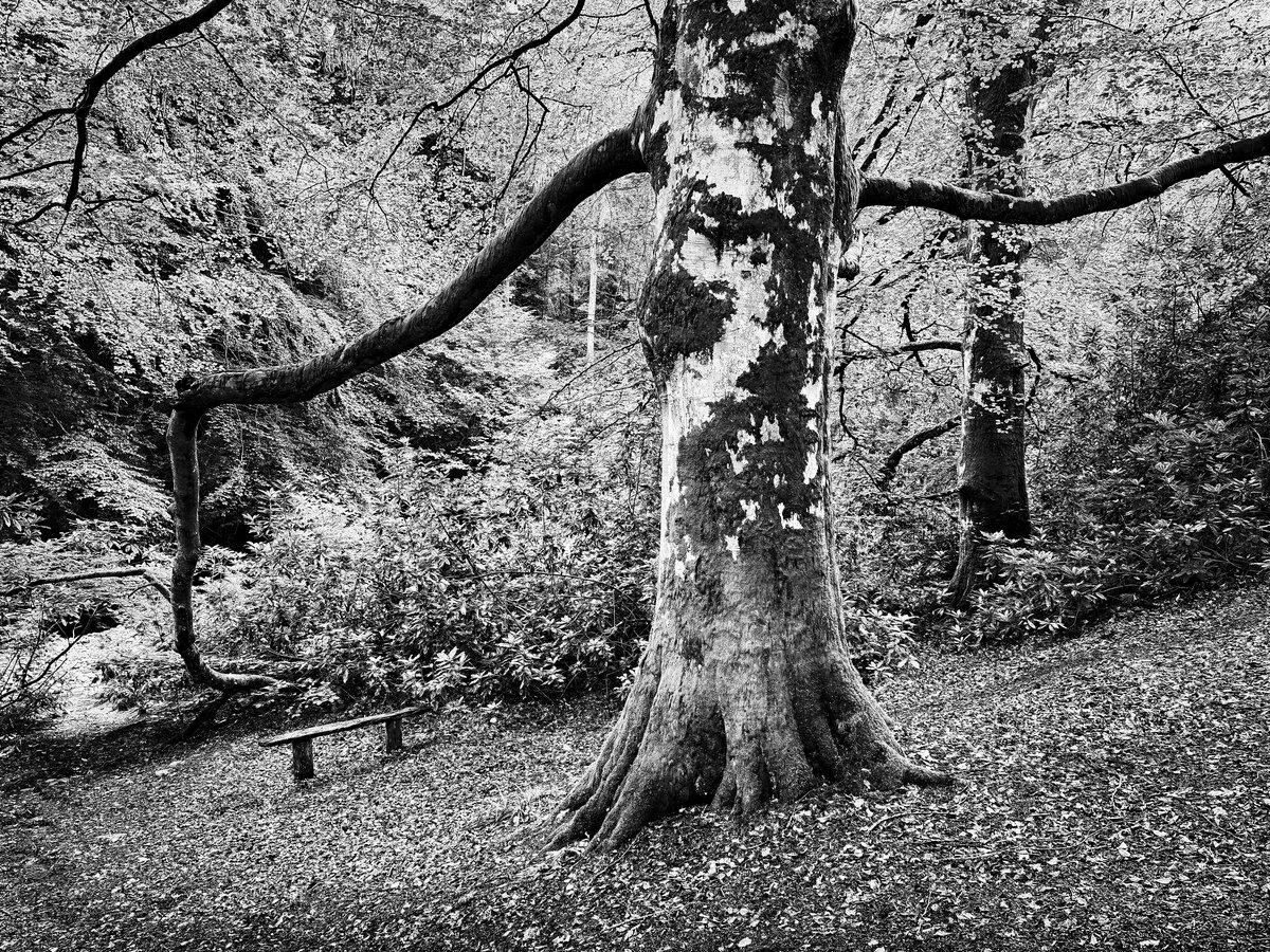 Ancient Whispers of Cawdor Wood
