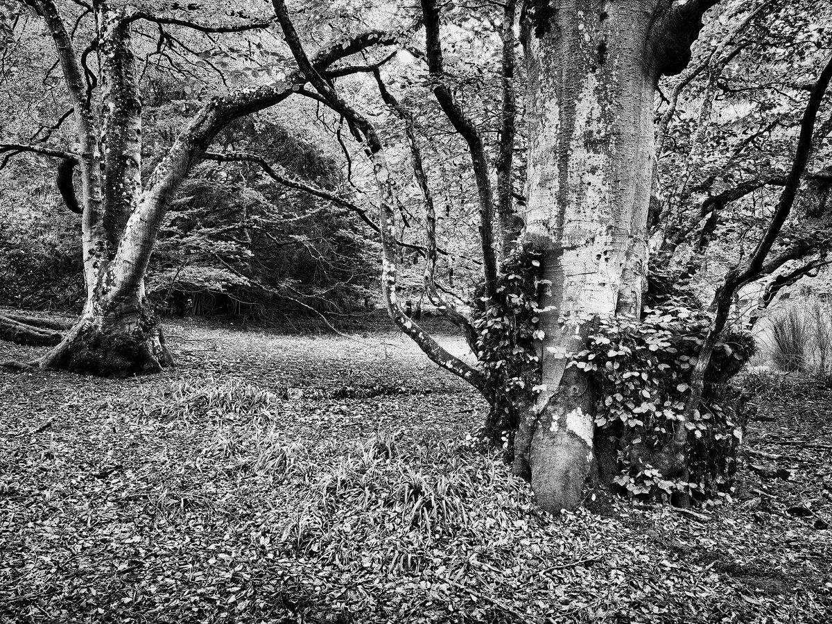 Whispers of Cawdor Woods