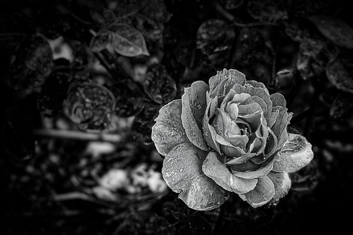 Glistening Velvet: Rose in the Rain