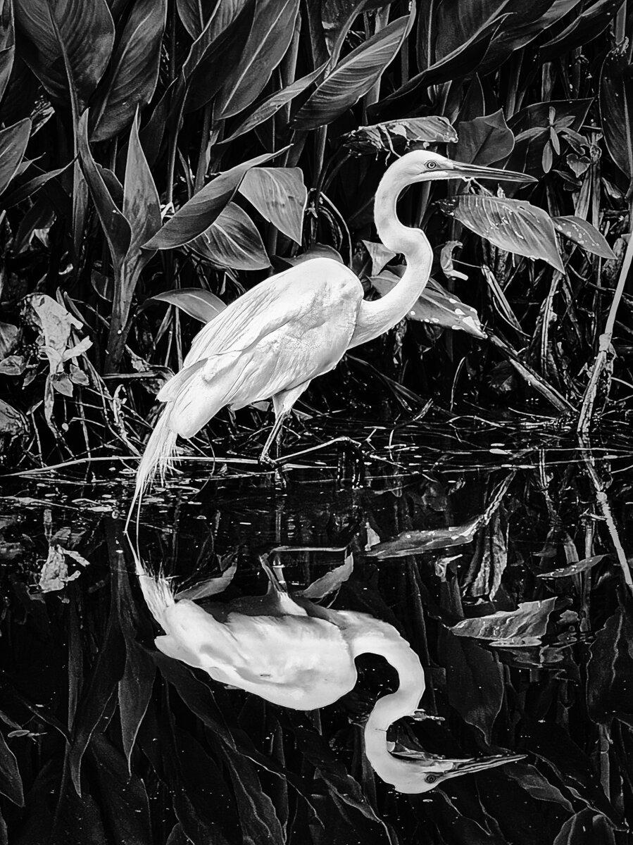Mirror of the Marsh: The Great Egret