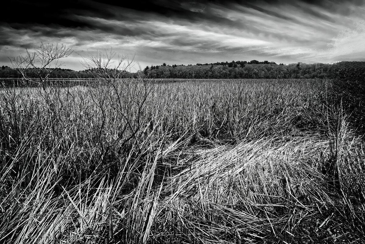 Resilient Fields: Storm-Flattened Reeds