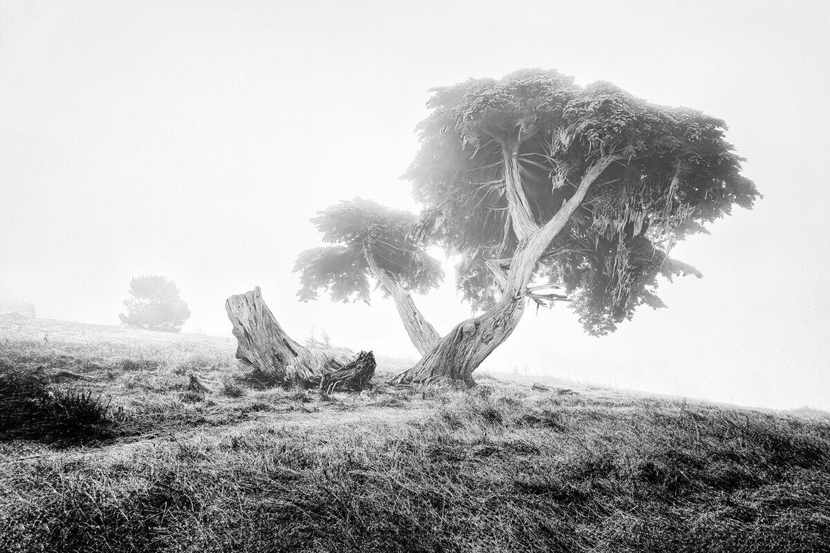 Sentinel in the Fog: Monterey Cypress