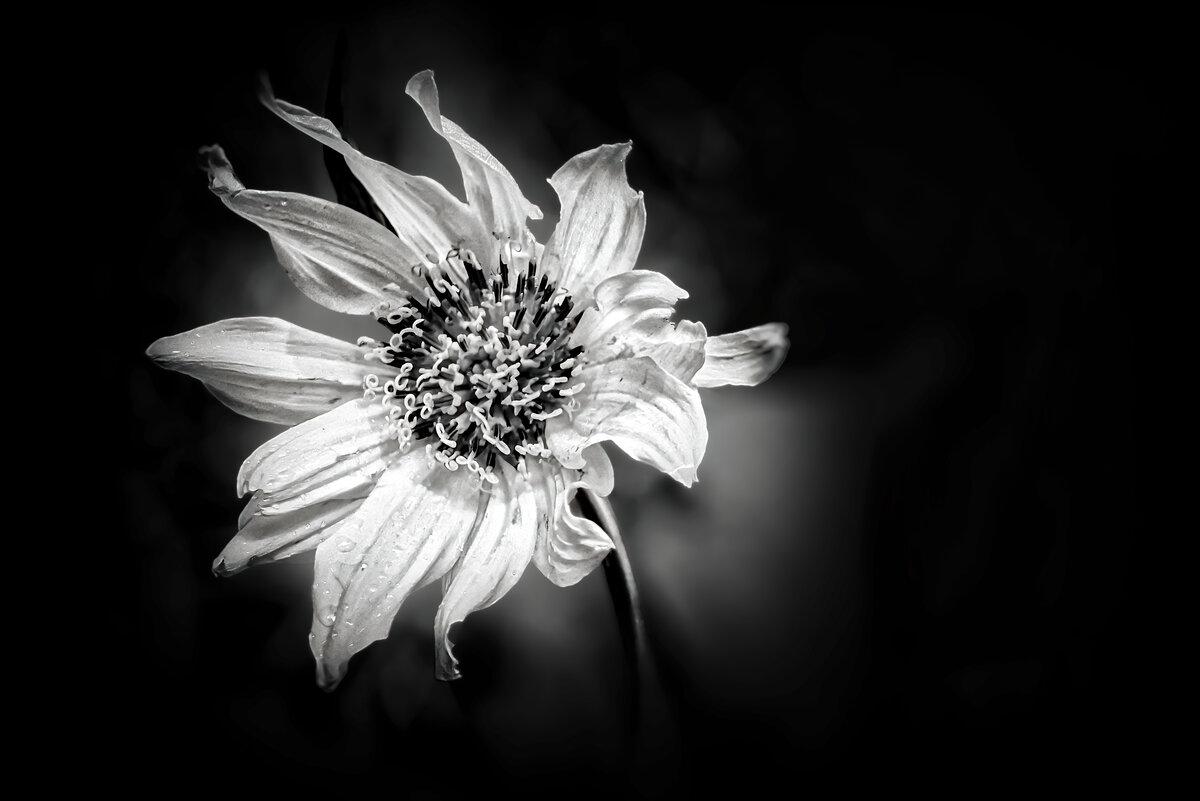 Radiant Wild: Arrowleaf Balsamroot