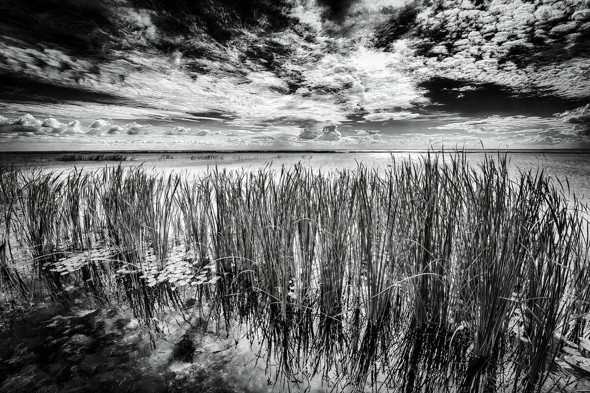 Celestial Rhythms: Lake Apopka Marsh