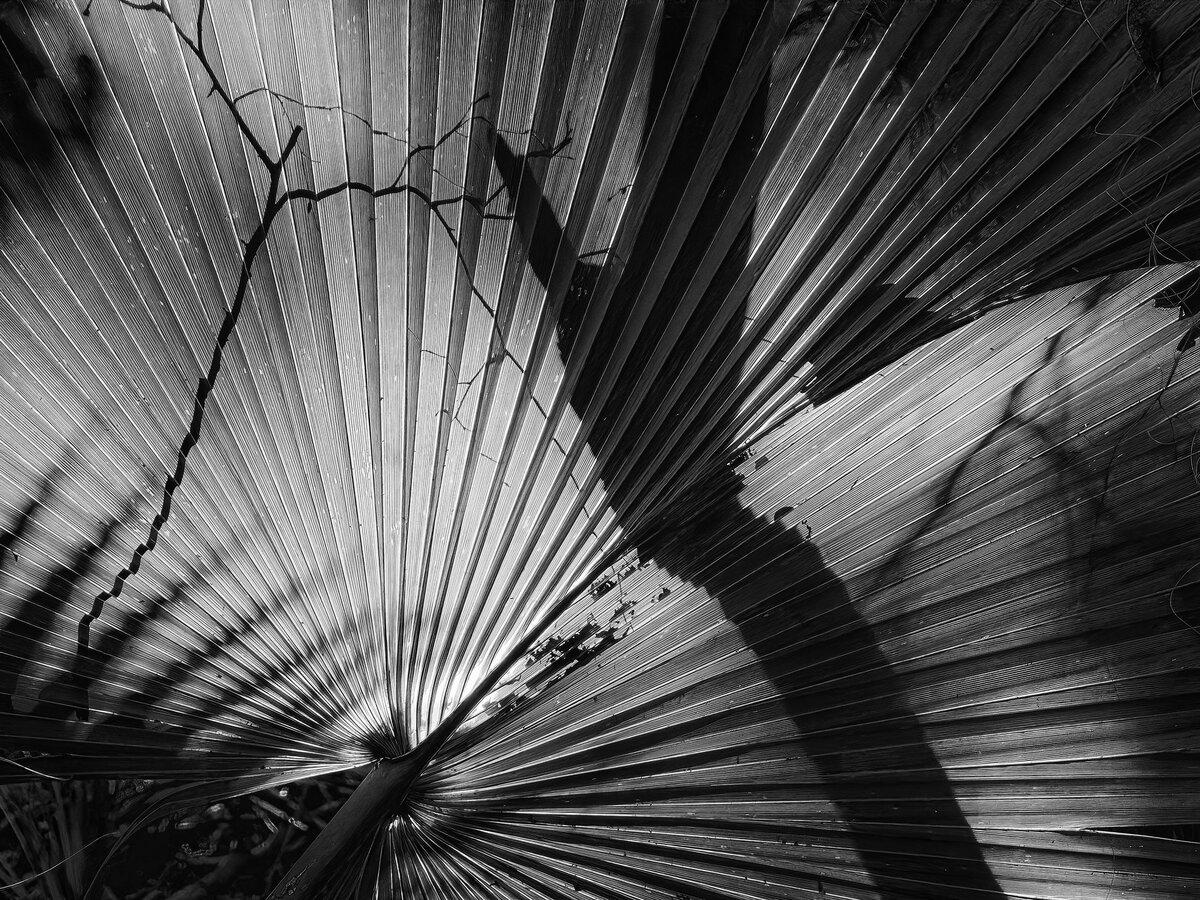 Palmetto Projection: A Study in Linear Shadow