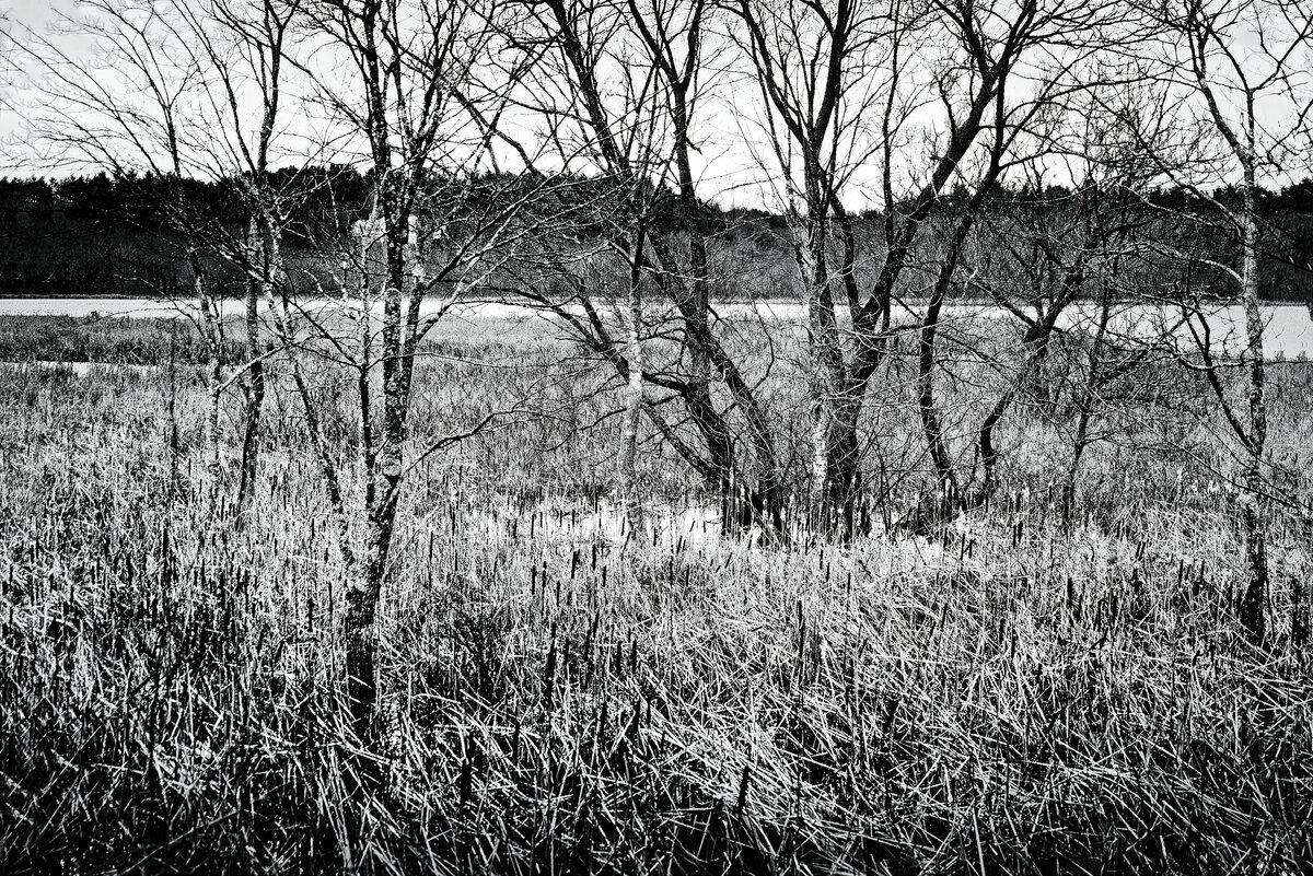 November Tapestry: Great Meadows Wetlands