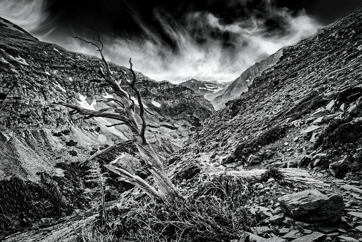Sentinel of the Pass: Ghost Tree at Scenic Point