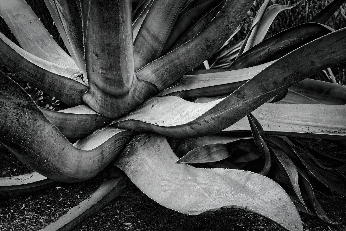 Century Plant Architectural Study