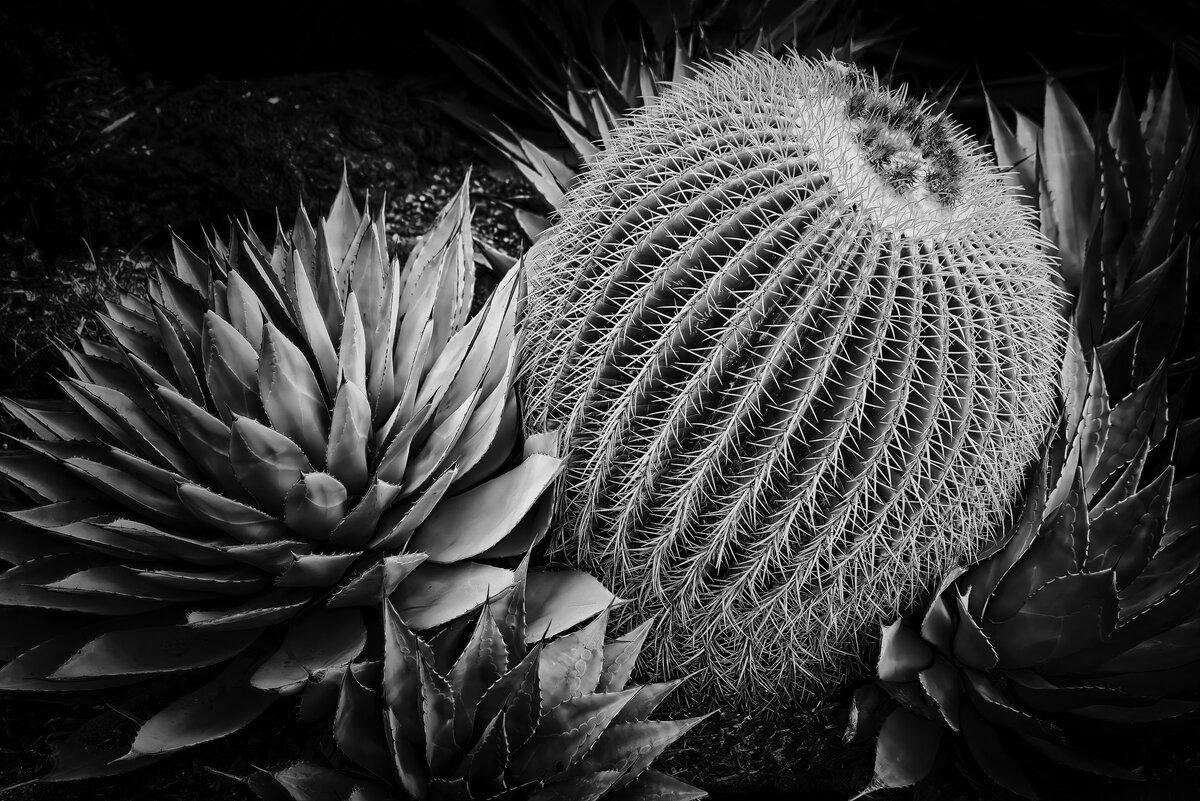 Golden Barrel Cactus and Agave Study