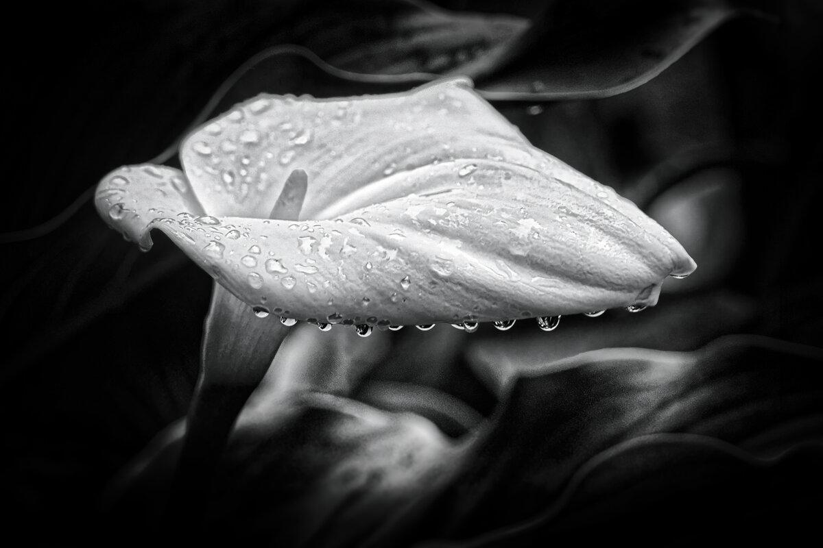 Liquid Fringe: Calla Lily in Monochrome