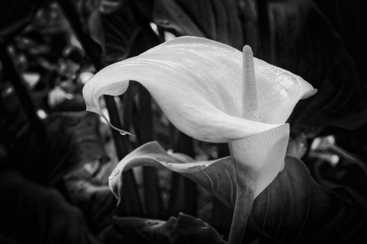 Sculpted Elegance: Calla Lily in the Rain