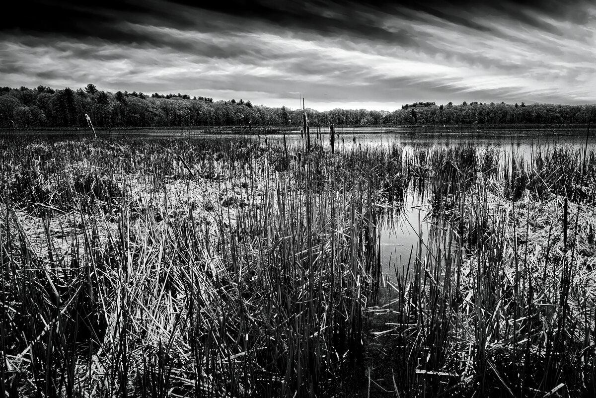 Whispers in the Reeds