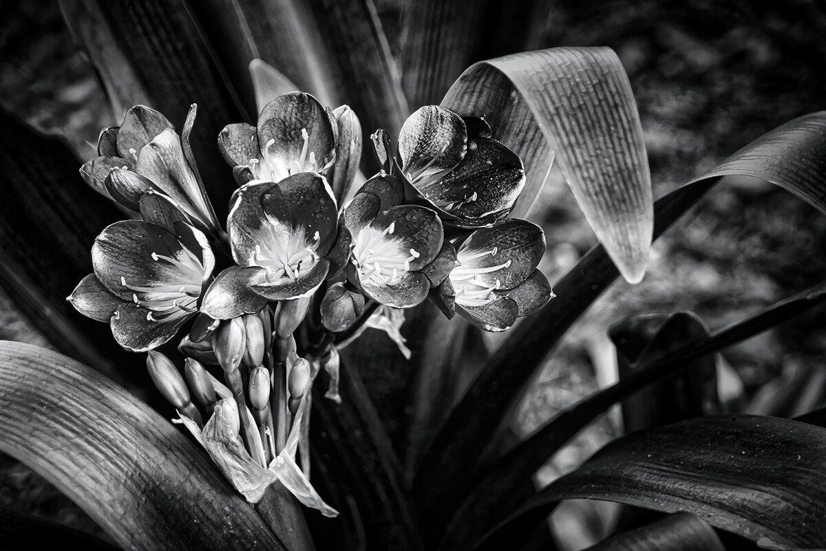 Shadow & Silk: The Natal Lily