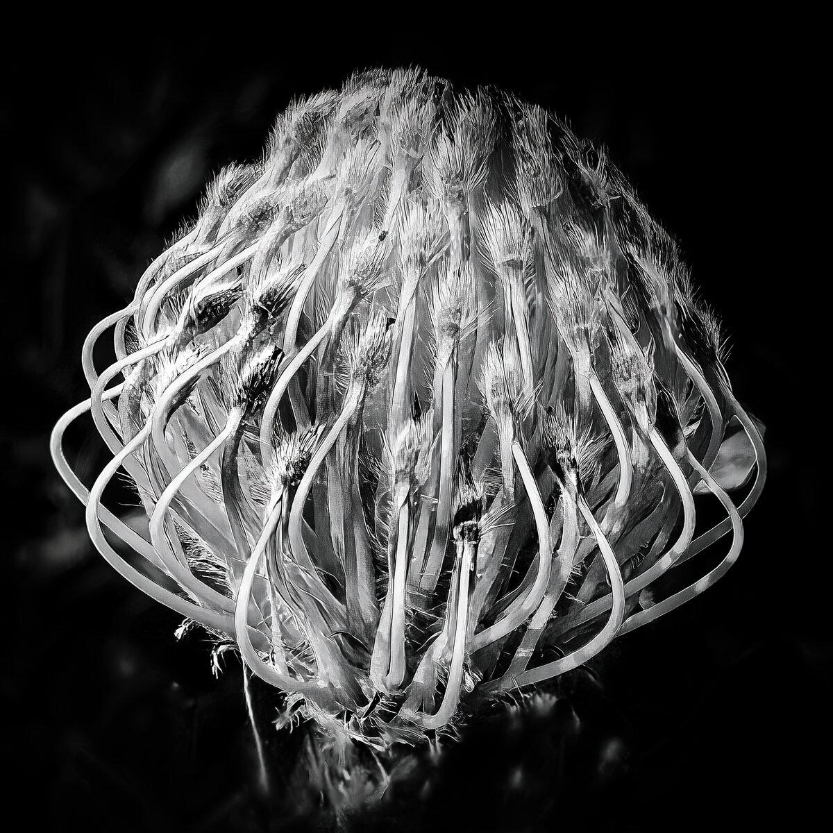 Structural Elegance: Protea Bloom Botanical Study