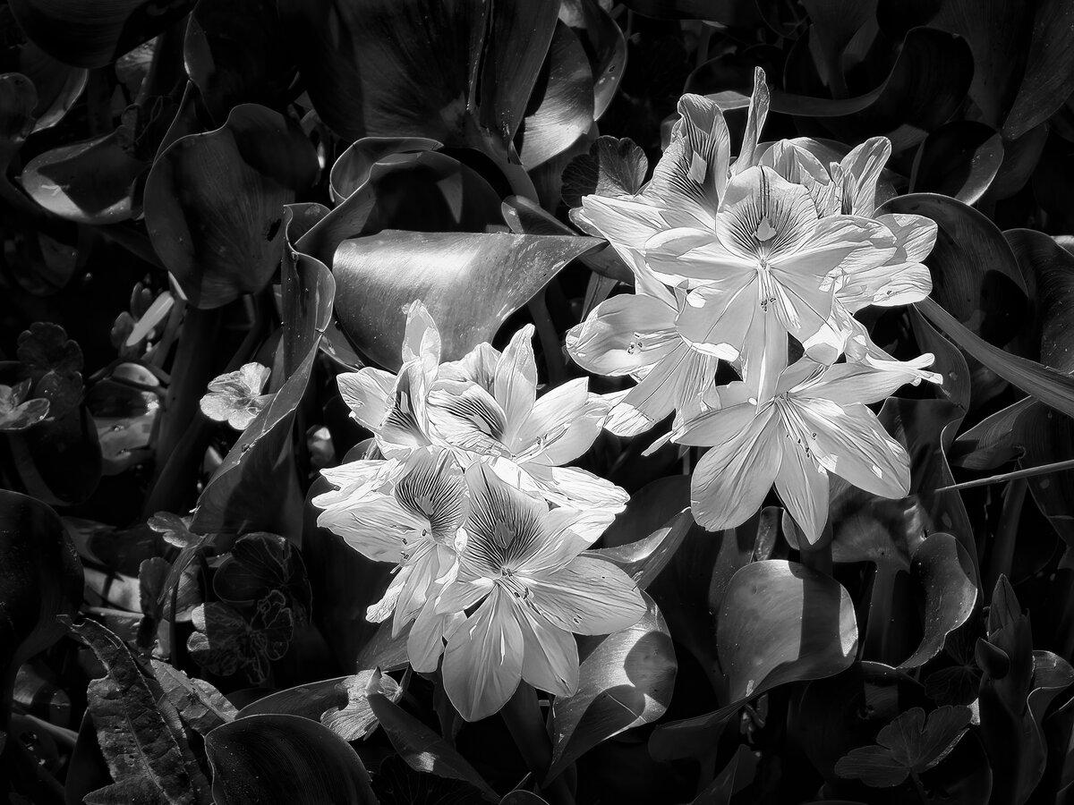 Radiant Hyacinth: A Tonal Bloom