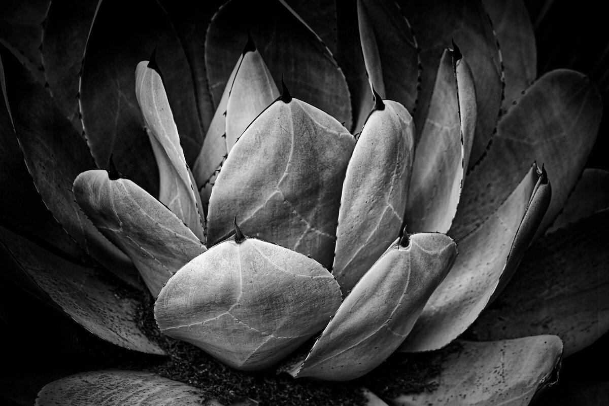 Sculptural Symmetry: Century Plant Botanical Study