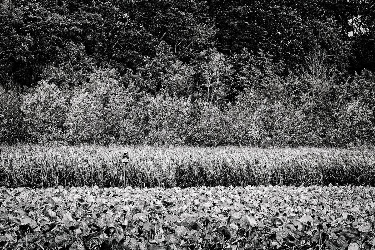 Layers of the Marsh