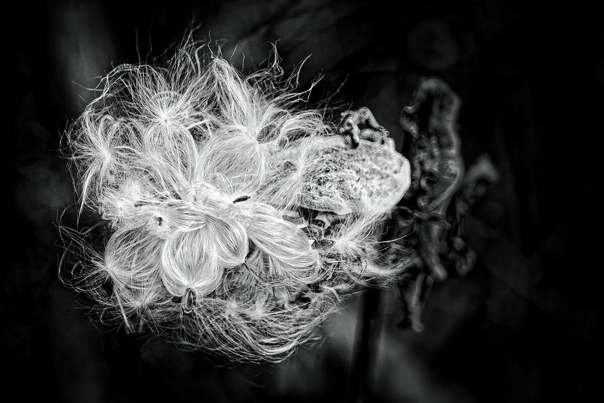 The Silk Burst