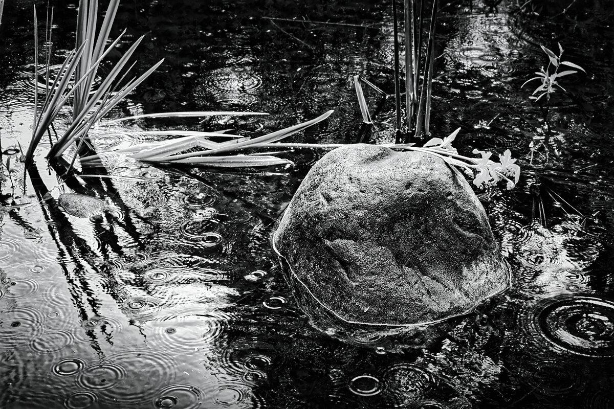Concentric Geometry: Rain on the Water Garden