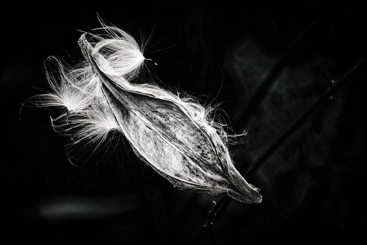 Milkweed Silk: Great Meadows Botanical